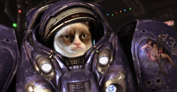 GrumpyCat-Marine